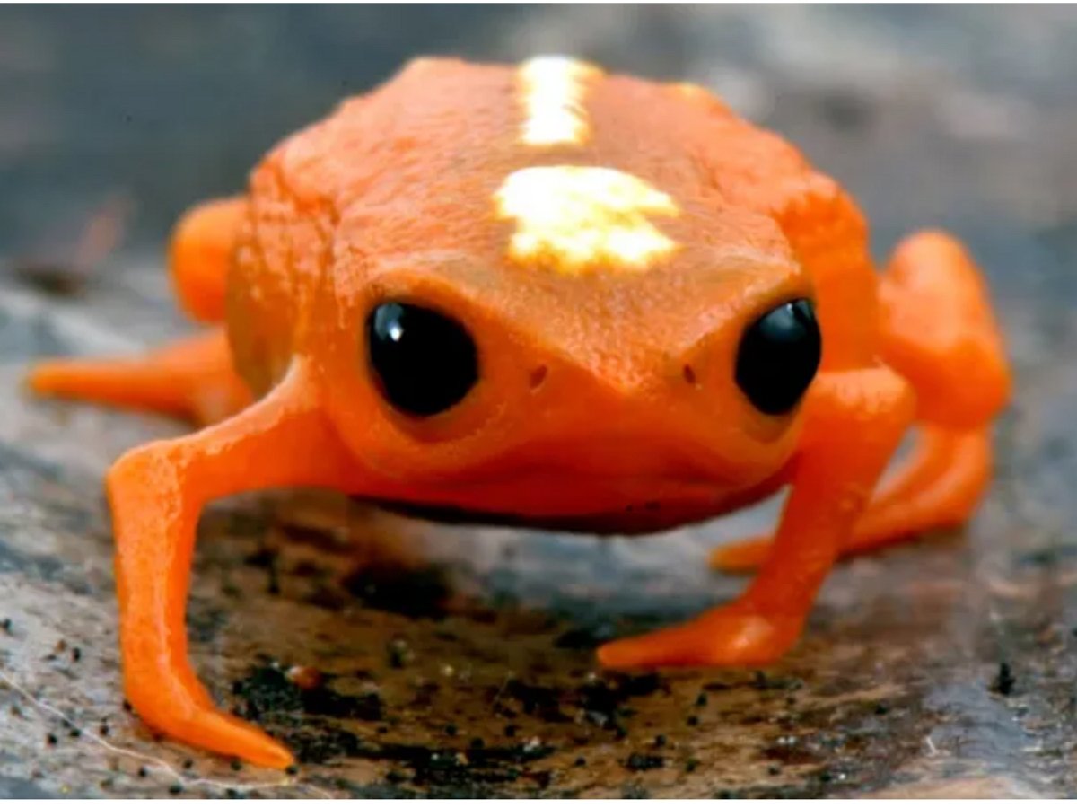 Эта лягушка может подпрыгнуть, но не может нормально приземлиться