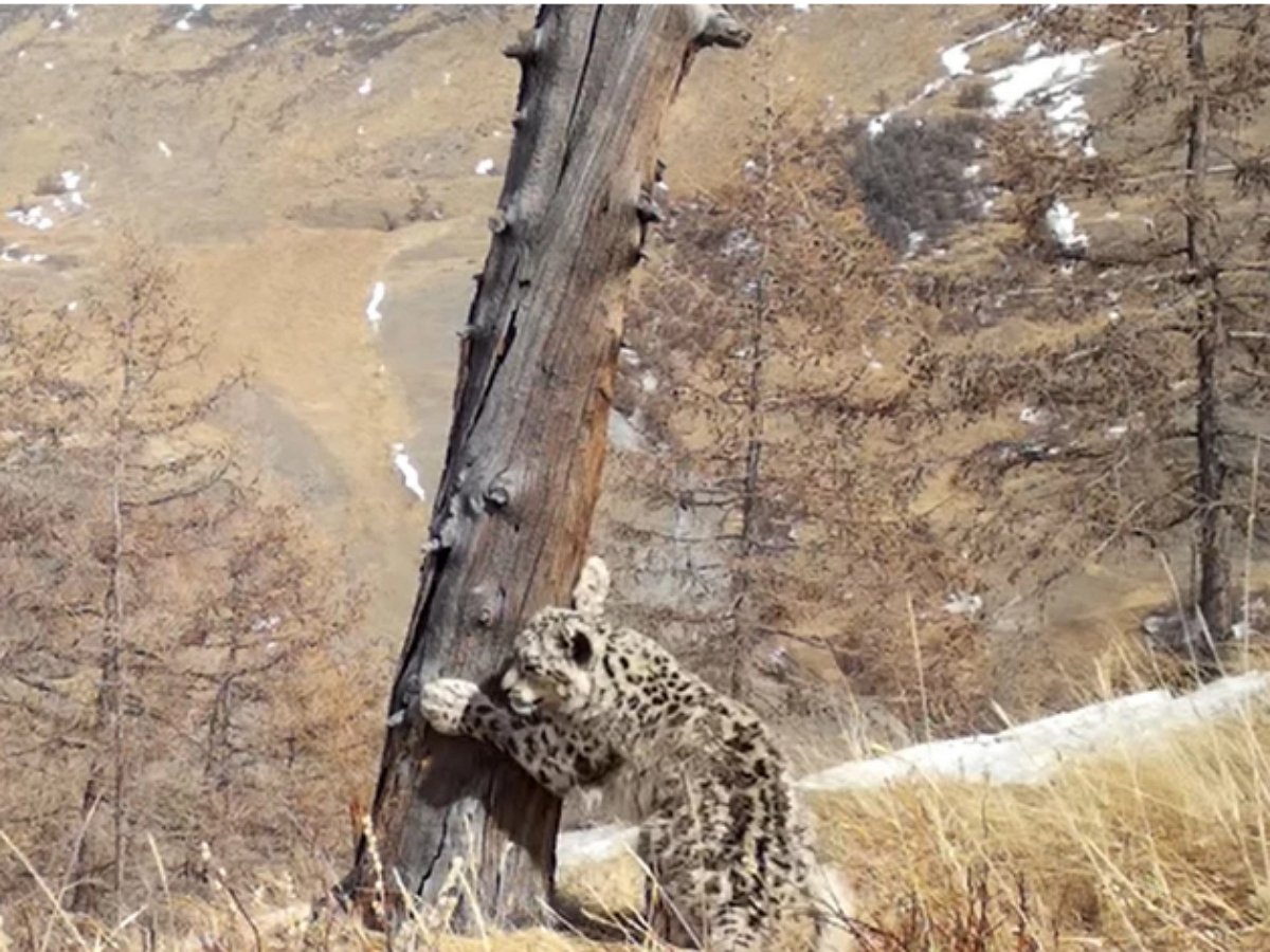 Снежный барс ловит муху как обычный котик