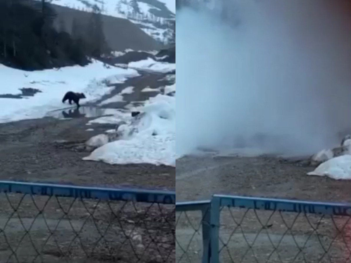 Вахтовики в якутском поселке на видео взорвали голодного медведя