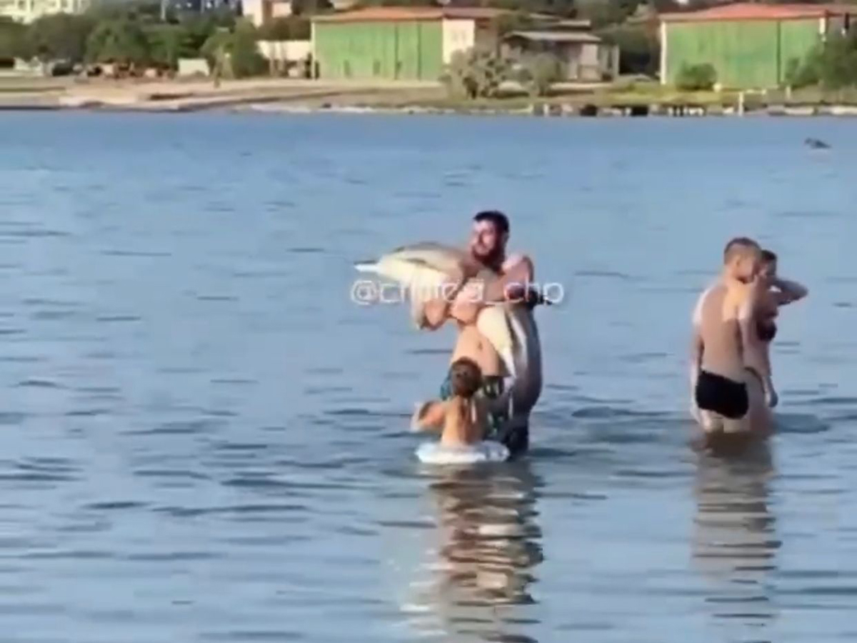 Мужчина издевается над дельфином