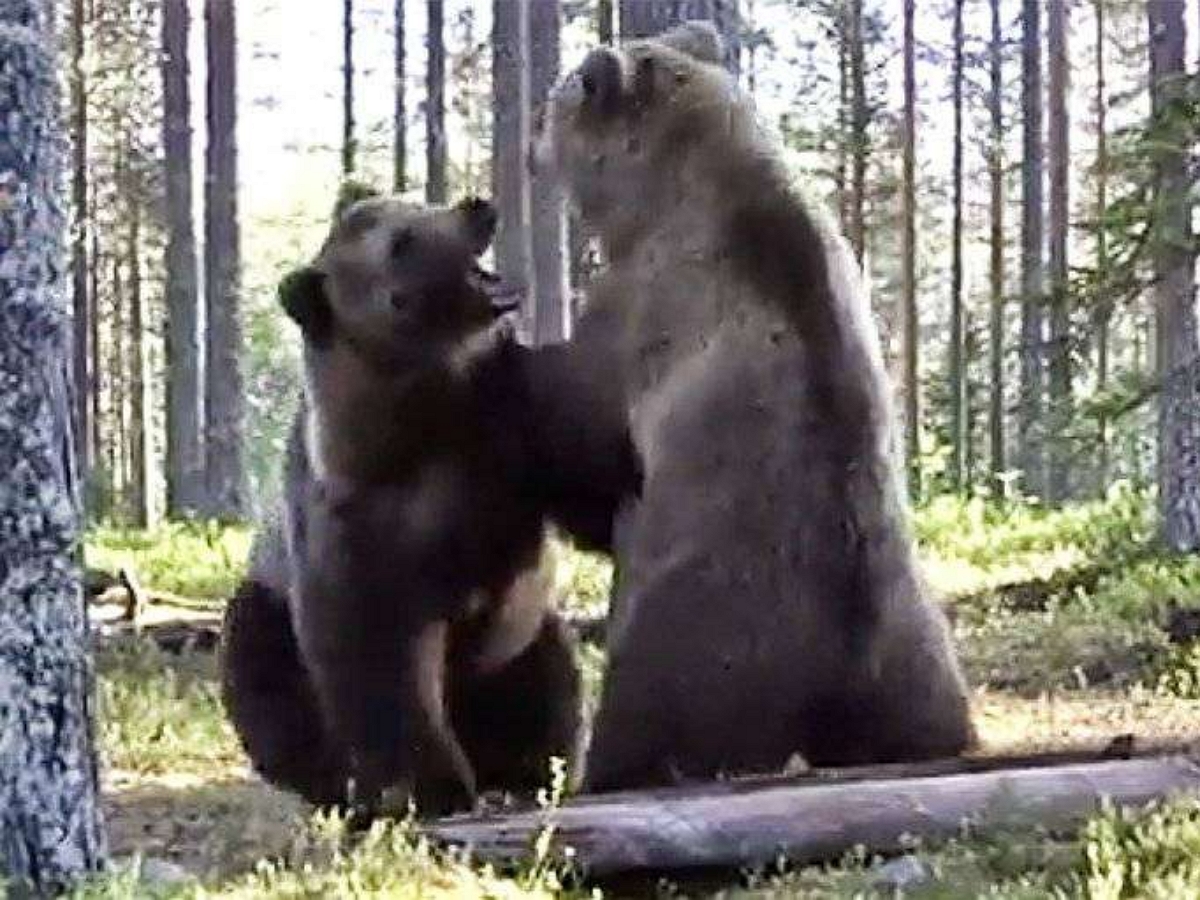 Драка медведей на лесной дороге попала на видео