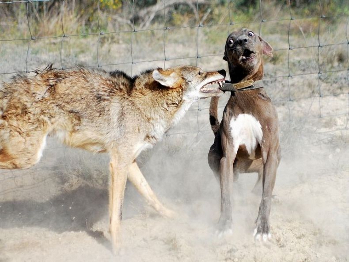 Койот, напавший на маленькую собачку, был побежден лабрадором