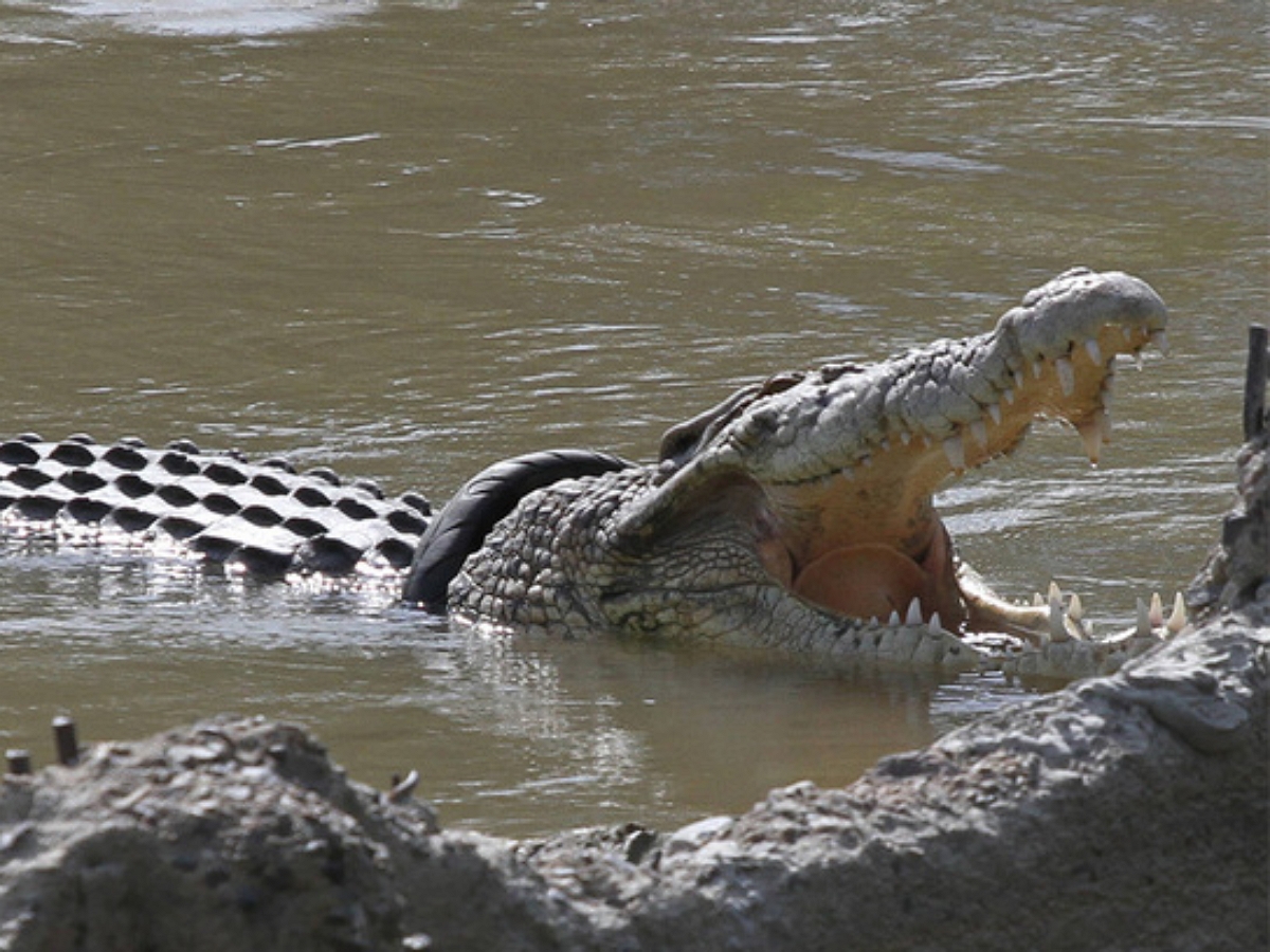 Крокодил отомстил нетрезвому дебоширу