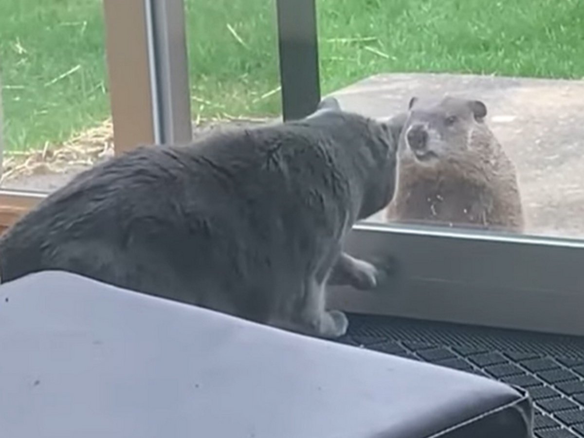 кот и сурок