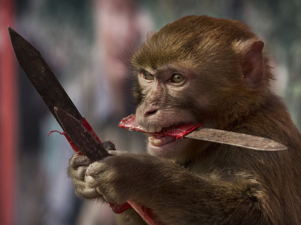 обезьяна с ножом