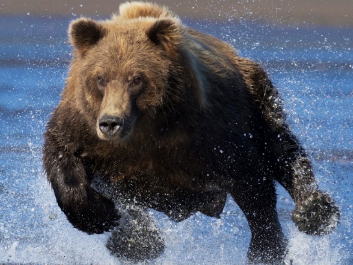 Погоня медведя за дикими лошадьми попала на видео