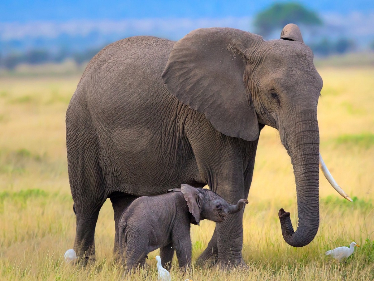 Слониха потребовала спеть колыбельную своему детенышу