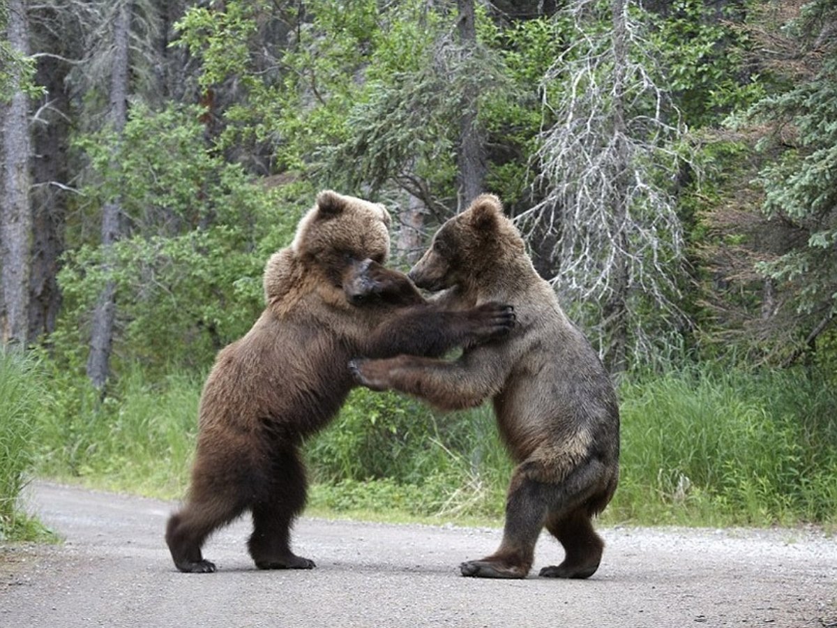 Медведи не поделили гараж в частном доме