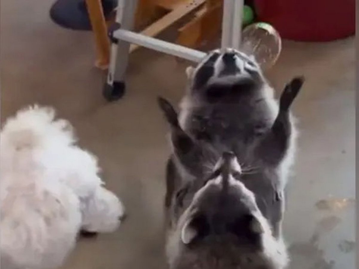 Еноты, играющие с мыльными пузырями, заряжают позитивом на весь день