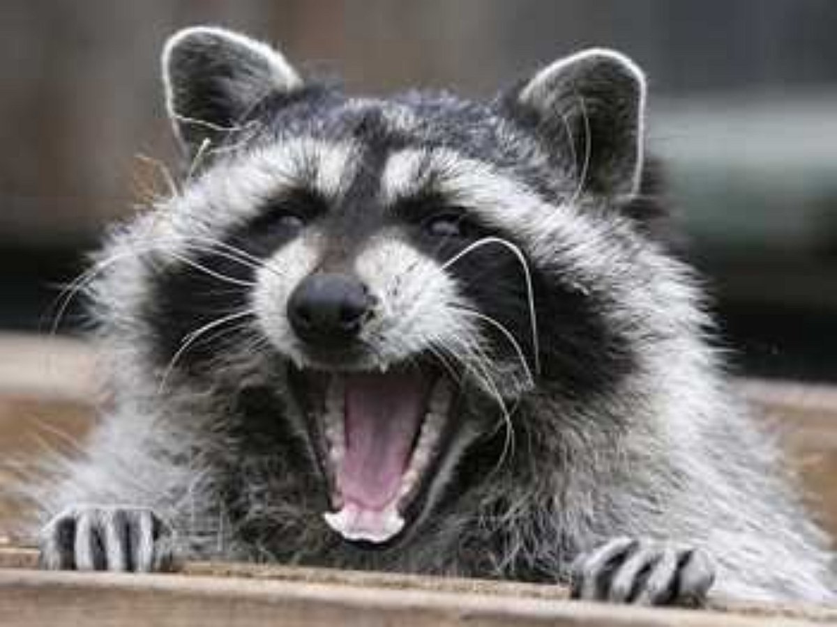 Нападение дикого енота на даму с собачкой попало на видео