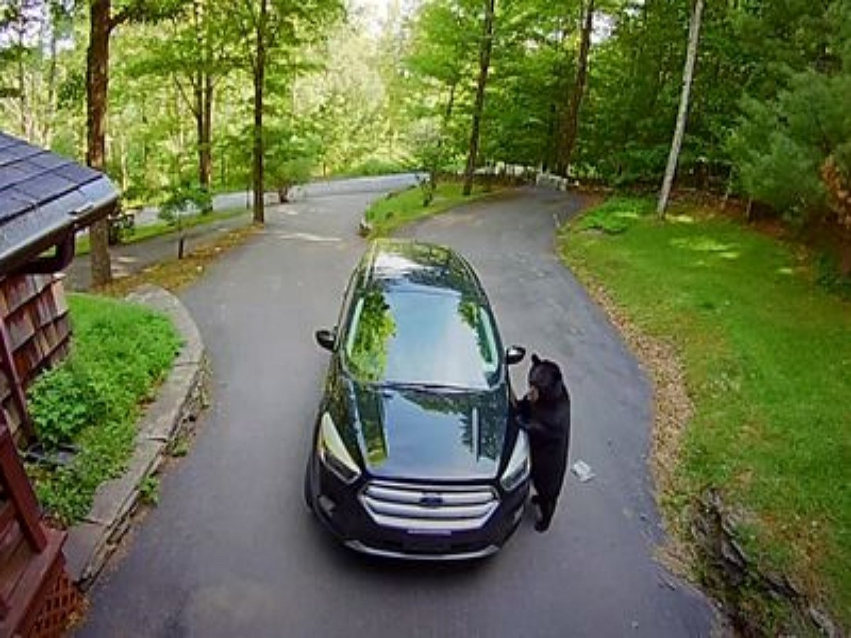 Медведь залез в авто за вкусняшкой