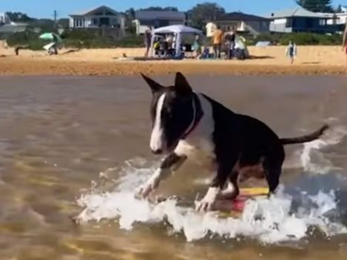 Бультерьер лихо рассекает на доске океанские волны
