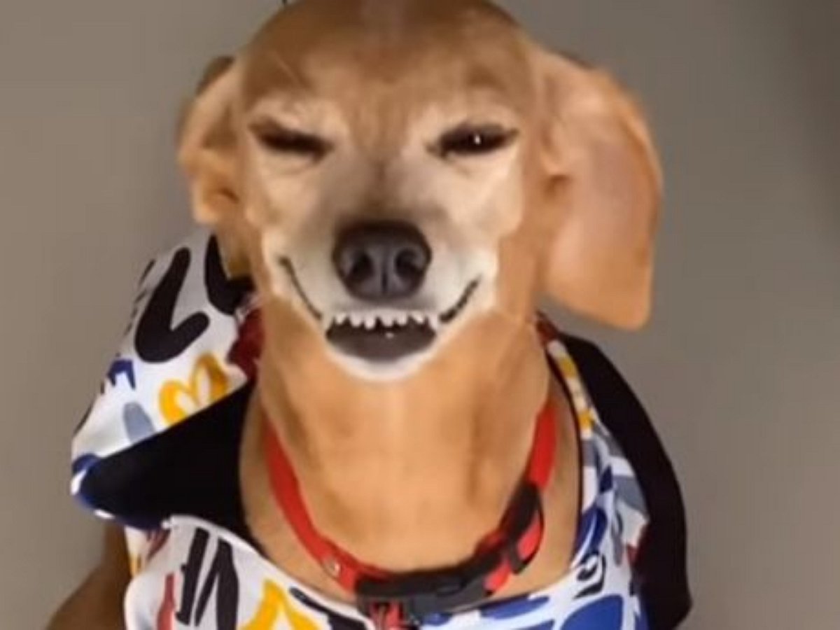 Улыбка или оскал? Собачья морда отражает отношение к обновке