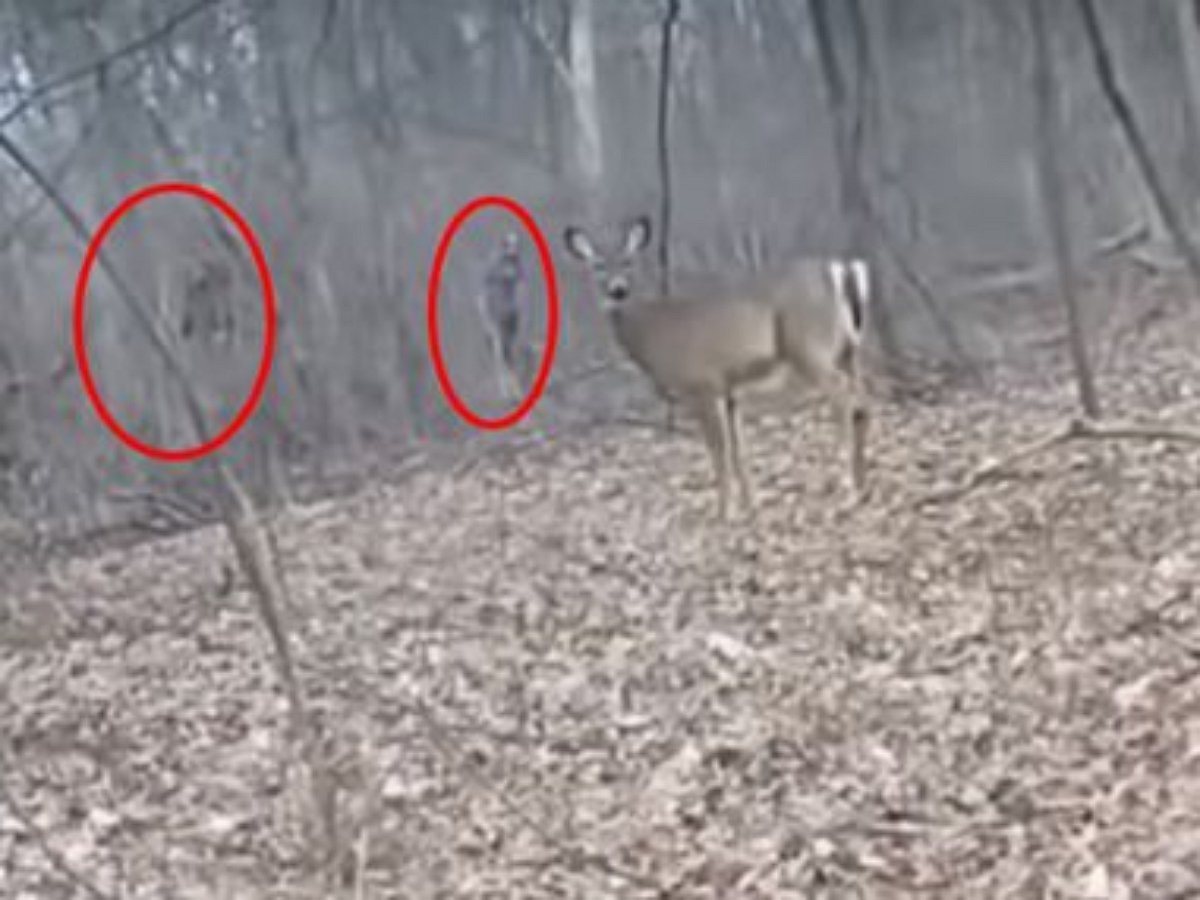 Парень подманил двух бигфутов горловым пением