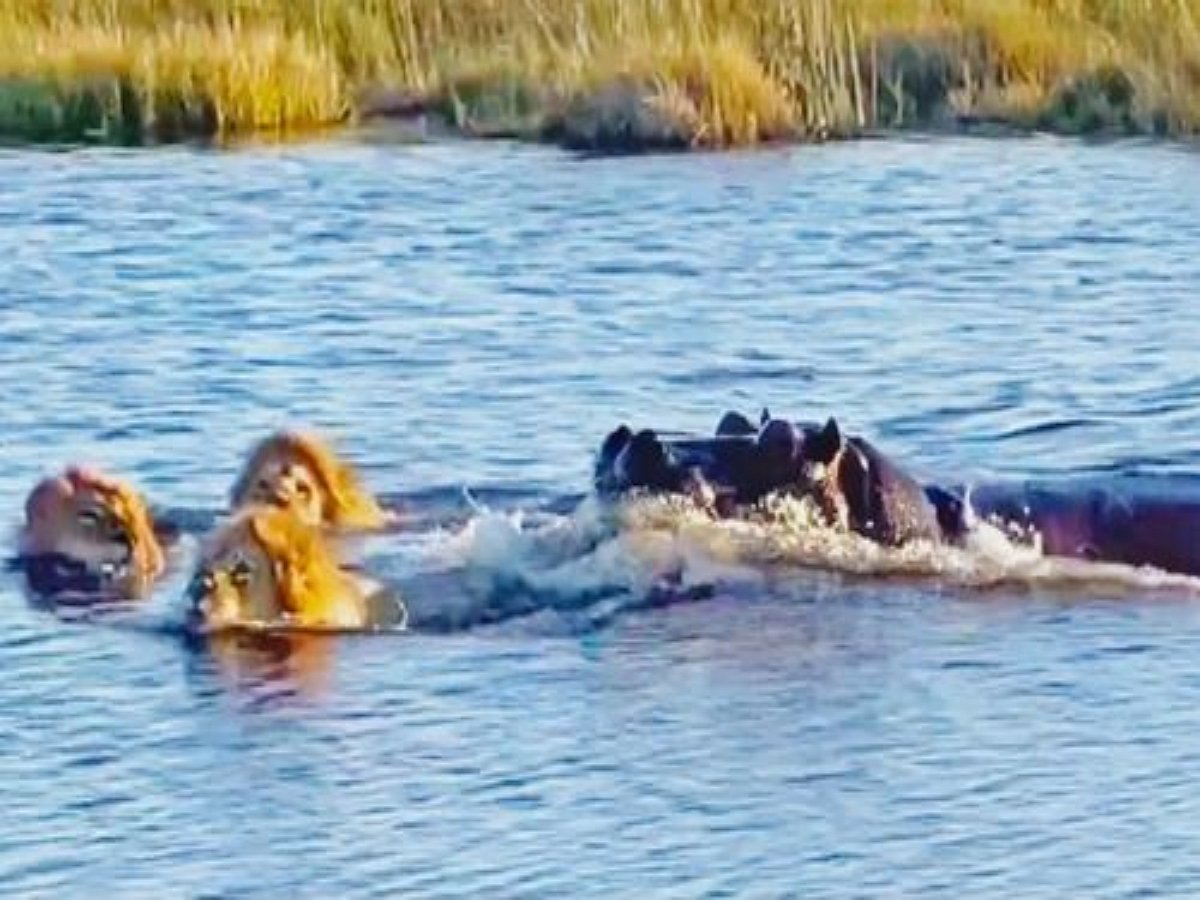 Бегемот внезапно напал на львов, плывущих через реку