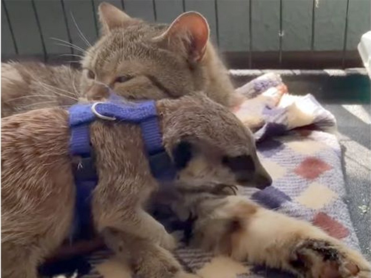 Челябинская кошка усыновила суриката