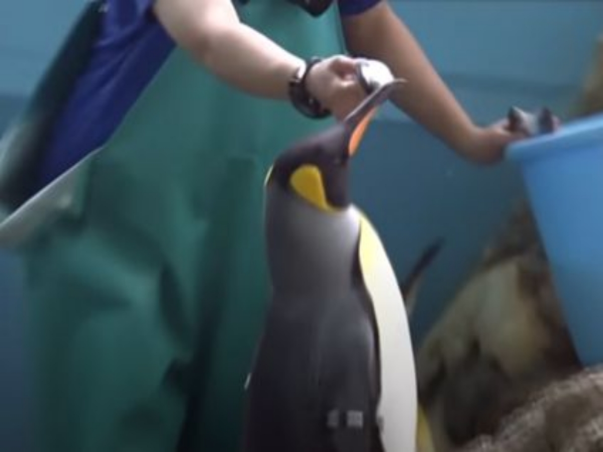 Пингвины-привереды не едят дешевку