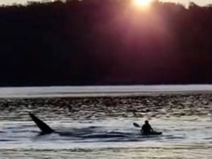 Юный каякер столкнулся с китом в океане