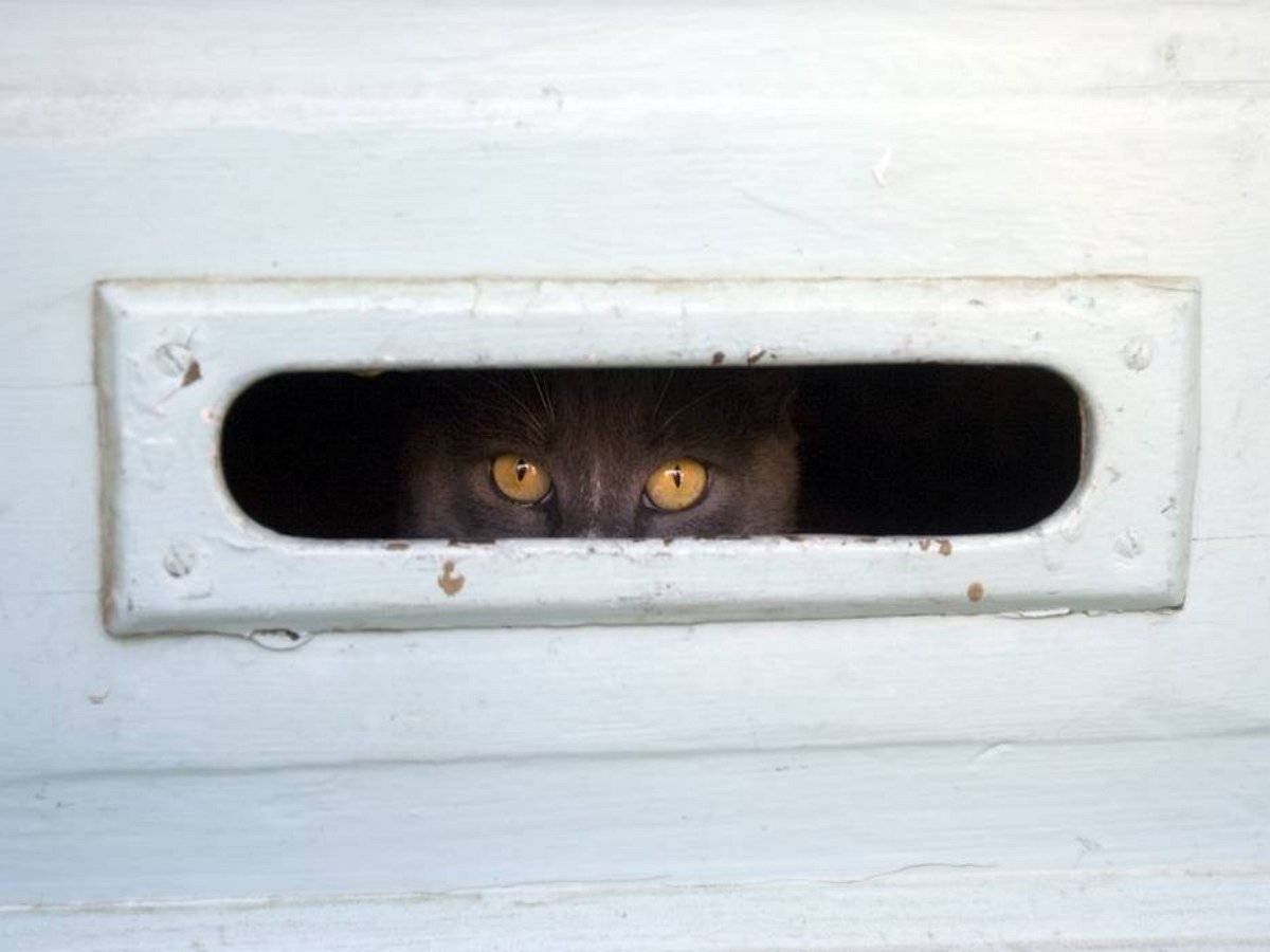 Кот-почтальон очаровал Сеть