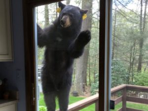 Заявившийся в гости медведь звонил в дверной звонок, но ему не открыли