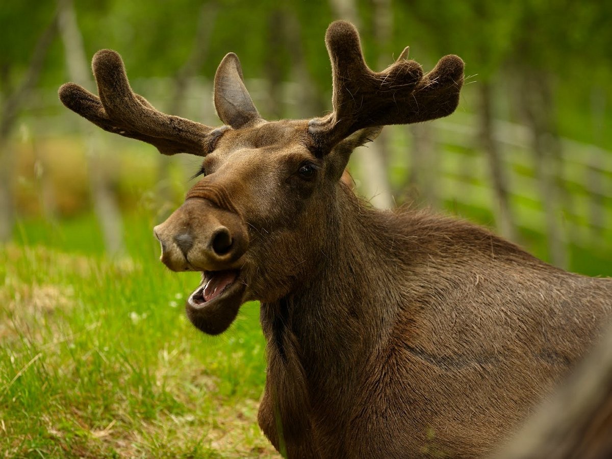 Лось-эстет предпочел музыку лесной вольнице