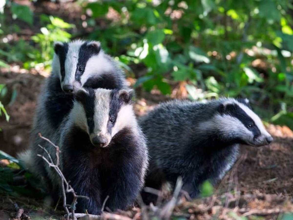 Барсуки прогнали туристов со своей территории