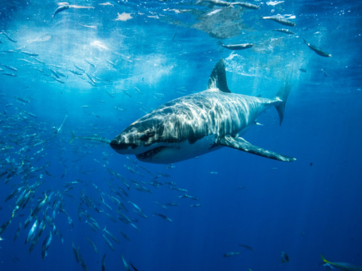 На турецком пляже туристы прогнали акулу шваброй