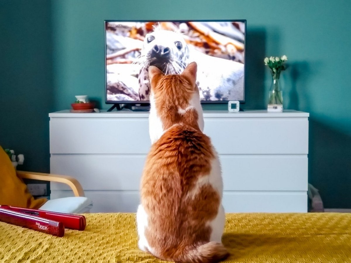 Геймеры показали реакцию животных на кота из Stray