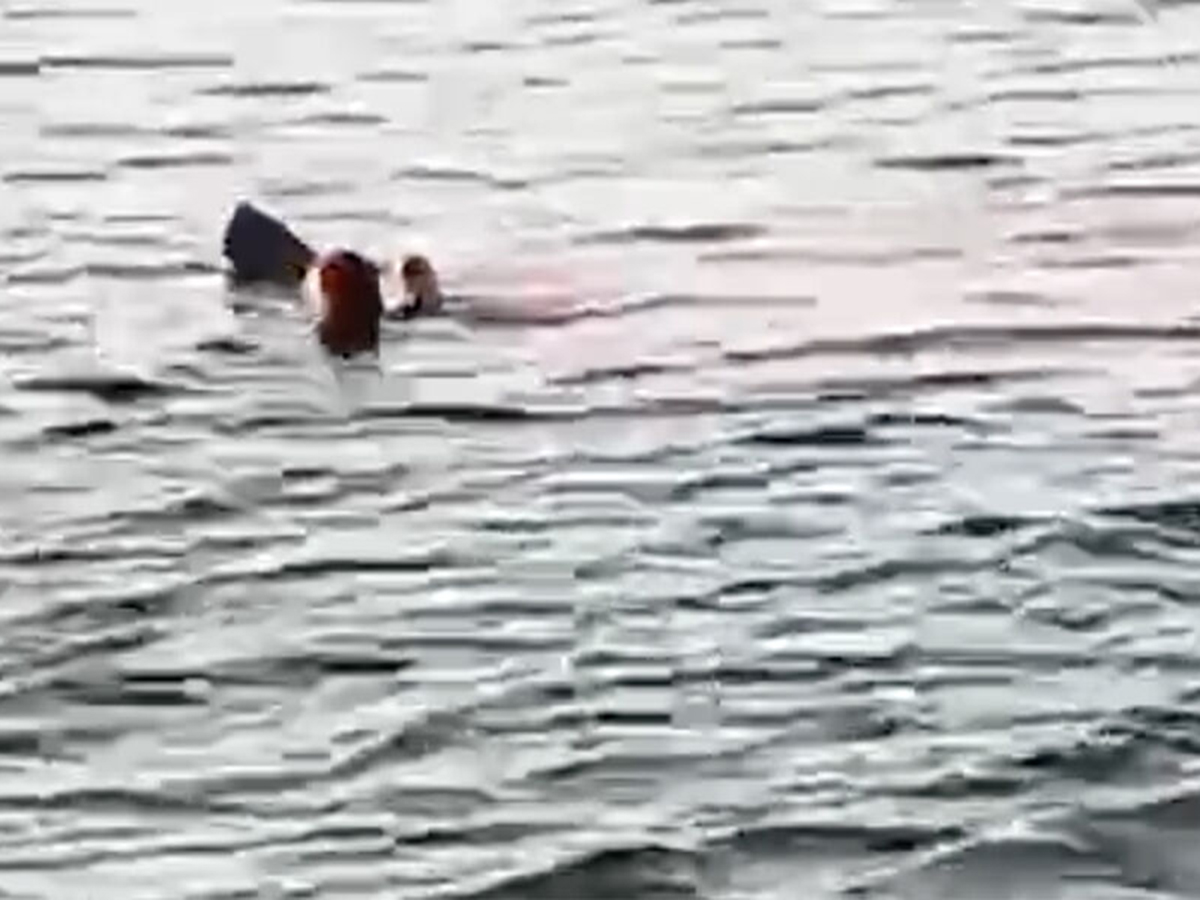 Акула напала
