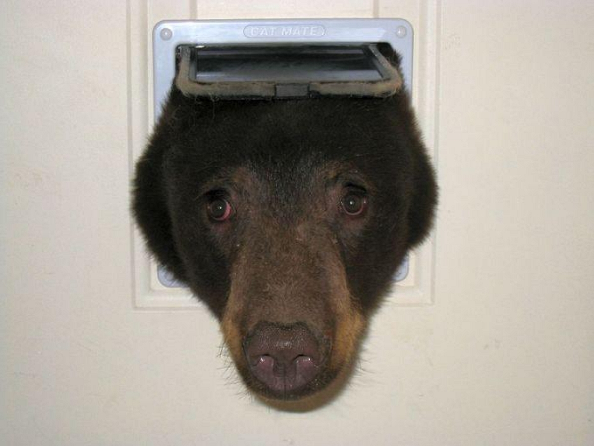 Медведь пытался вломиться в дом, но получил яростный отпор