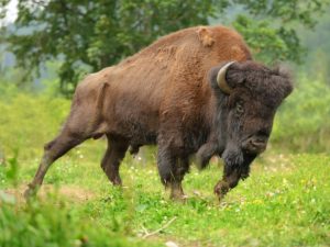 Злобный бизон напал на туриста в национальном парке Йеллоустон