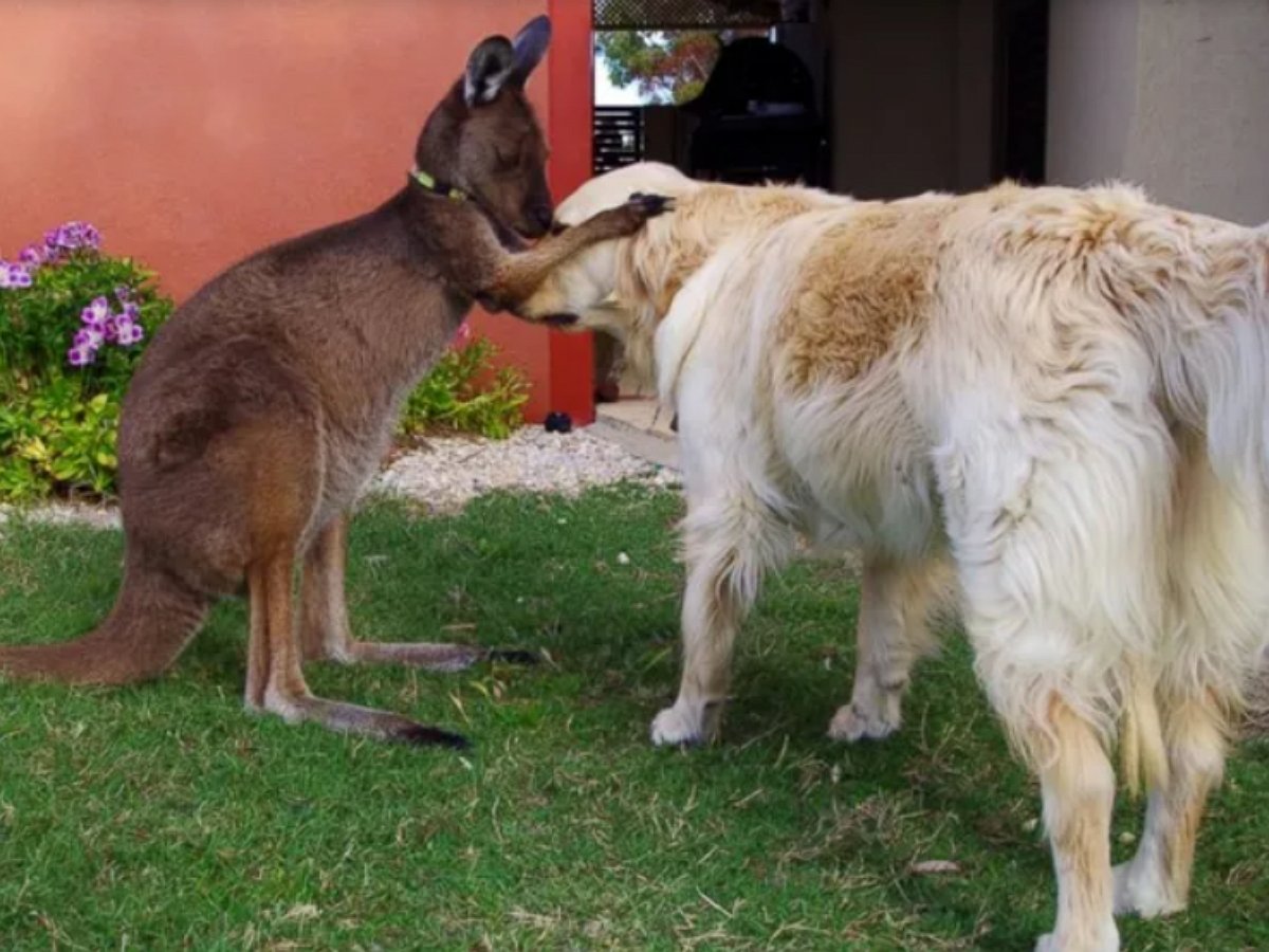 Этот кенгуру решил, что он домашняя собака