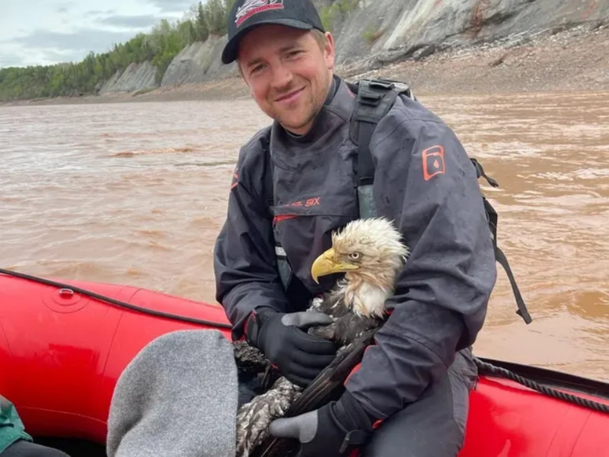 Белого орлана спасли из реки