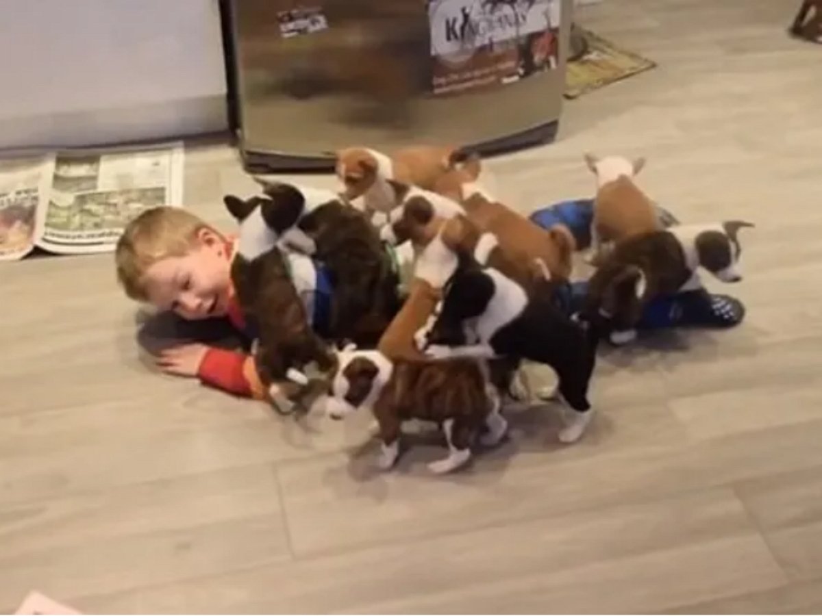 Как выжить с 16 щенками под одной крышей?