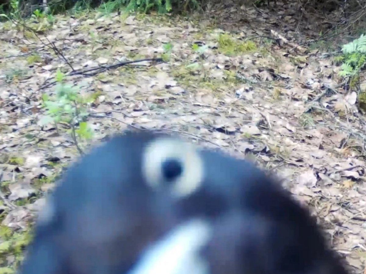 Дятел-вандал уничтожил фотоловушку в заповеднике