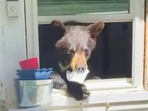 Кошка предупредила хозяйку о том, что в доме орудует медведь