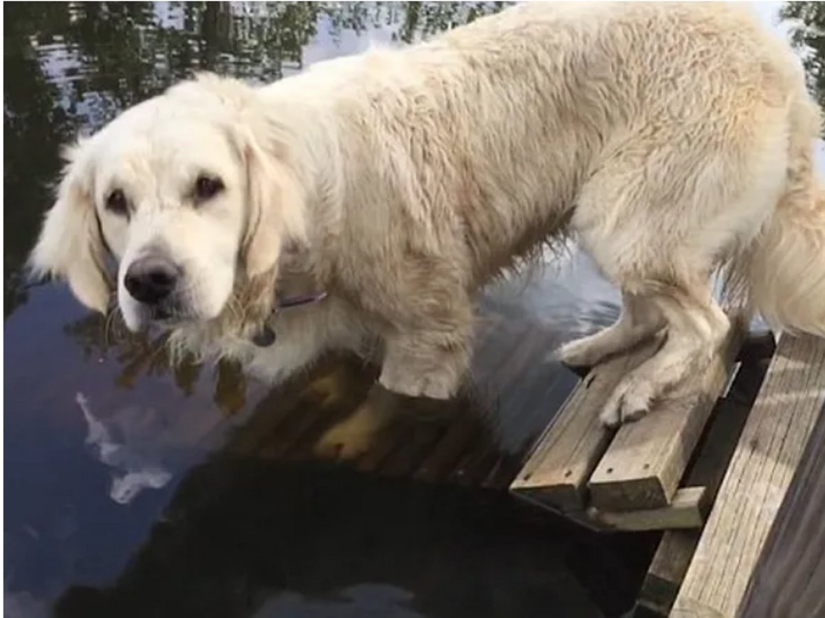 Собака мастерски ловит рыбу