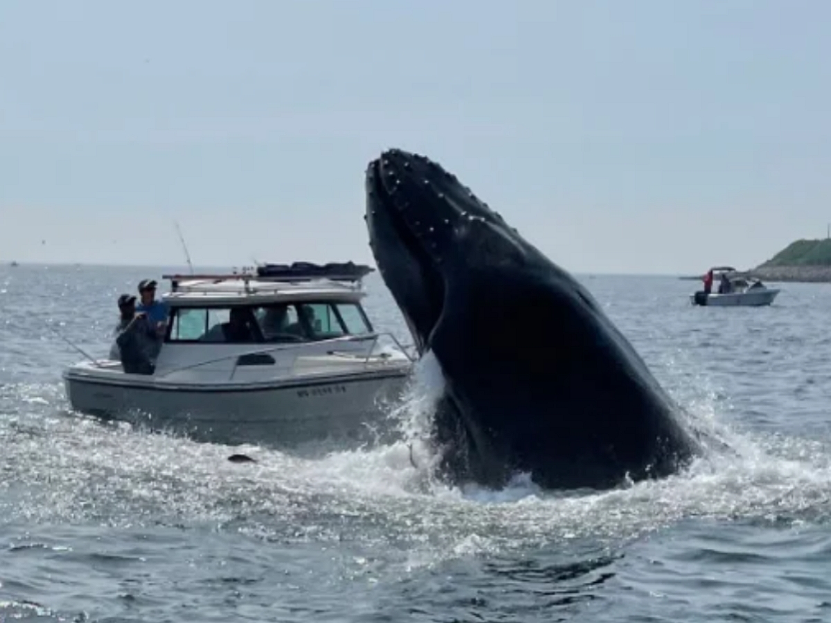 Горбатый кит выпрыгнул из воды прямо на лодку с рыбаками
