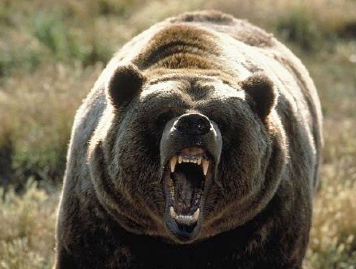 Медведь на Ямале растерзал россиянина, который кормил его два года