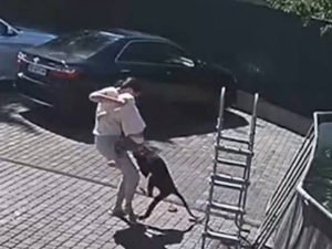 Ребенка искусала обезьяна в Подмосковье