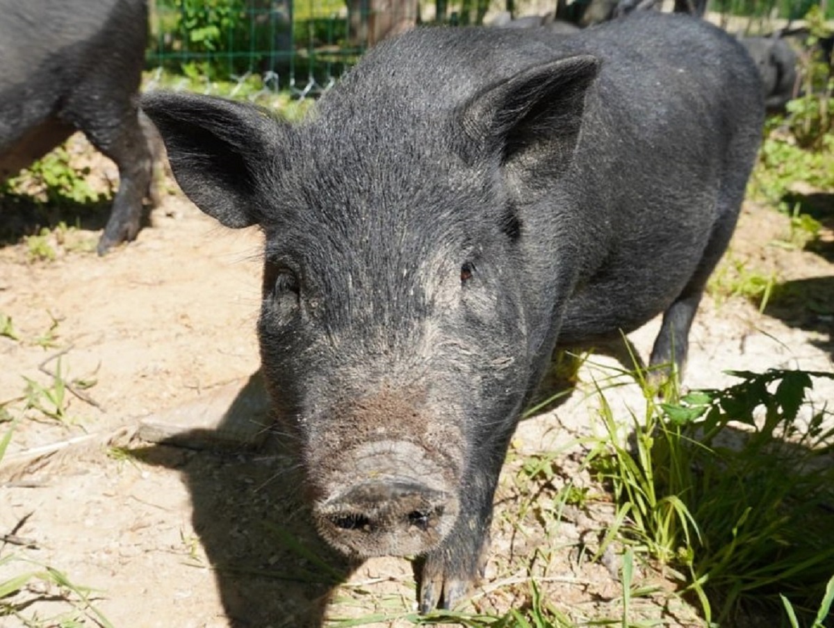 В Иркутской области 63-летнего фермера насмерть загрызла разъяренная свинья