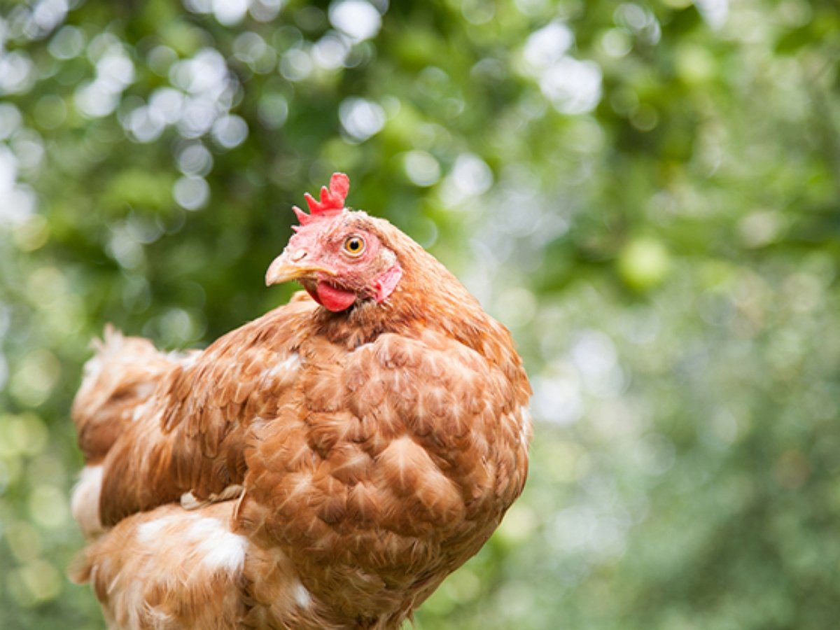 Курица на серфе ловко бороздит затопленные улицы