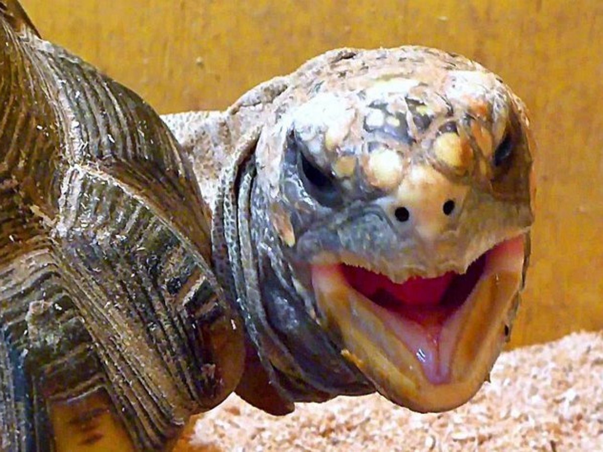 Черепаха столь стремительно спустилась с пандуса, что поставила под сомнение свою медлительность