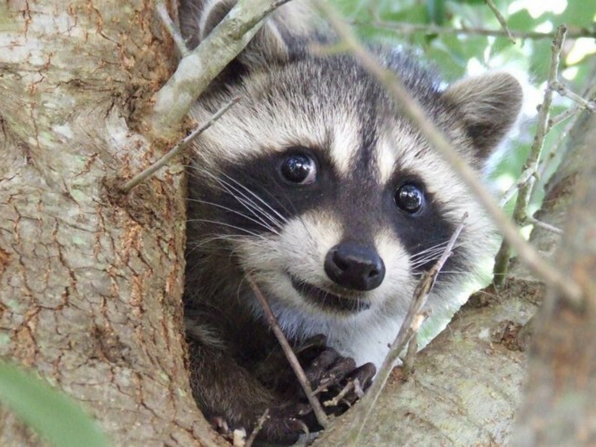 Наглый енот бессовестно ограбил маленького рыбака