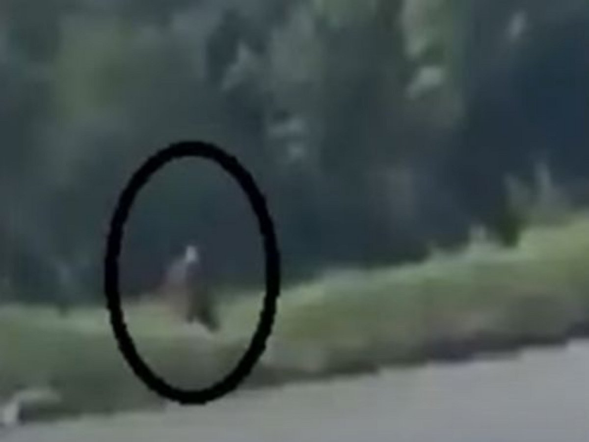 Таинственное существо напугало жителя Техаса, попав на видео