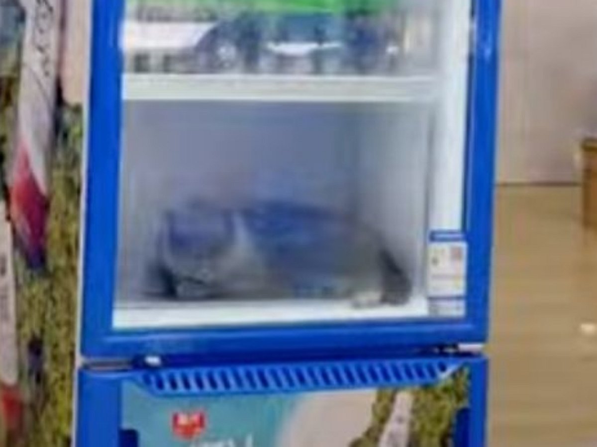 Кошка сбежала от жаркого лета в холодильник с напитками