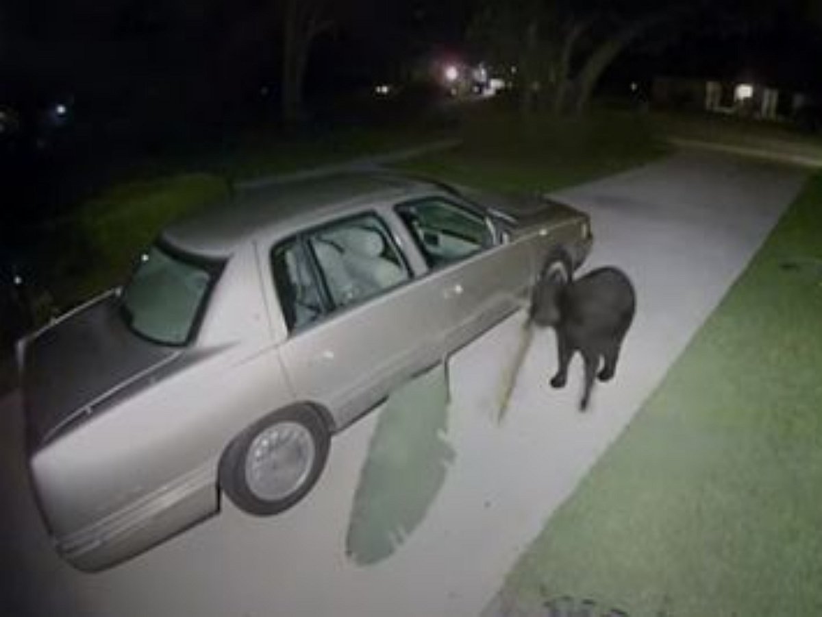 Медведь задорно играет с пальмовым листом