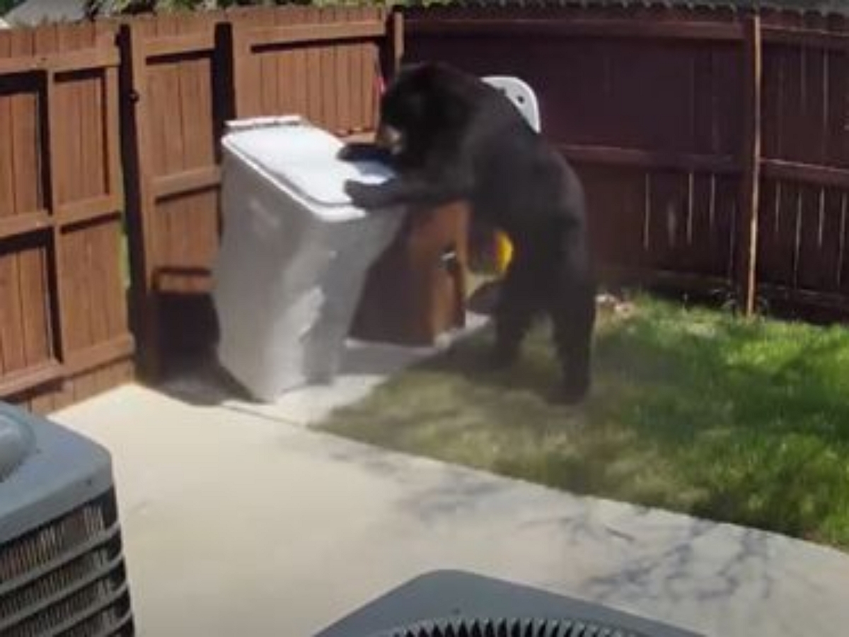 Разборчивый медведь забирает мешок с мусором без единого лишнего движения