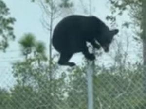 Медведь в считанные секунды преодалел ограждение охраняемой базы ВВС в США