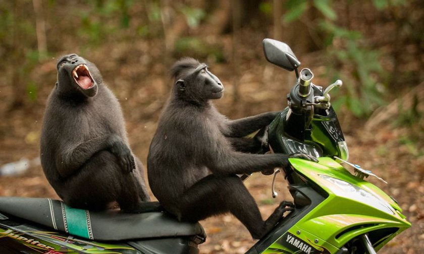 Забавные снимки животных, которые не могут не рассмешить